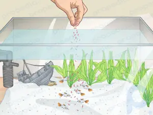 How to Clean a Planted Fish Tank
