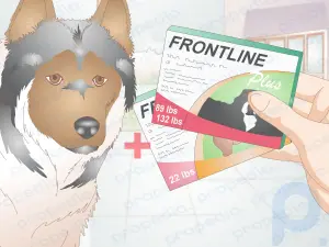 Köpekler İçin Uygun Frontline Plus Dozajı Nasıl Belirlenir?