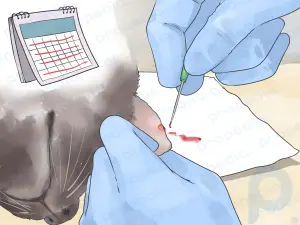Cómo diagnosticar y tratar las ampollas de sangre en los gatos