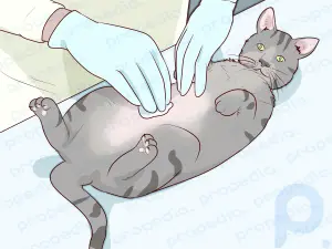 Comment diagnostiquer et traiter le pyomètre chez les chats