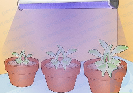UV light helps plants grow.