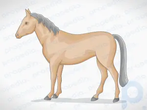 Wie zeichnet man ein einfaches Pferd?