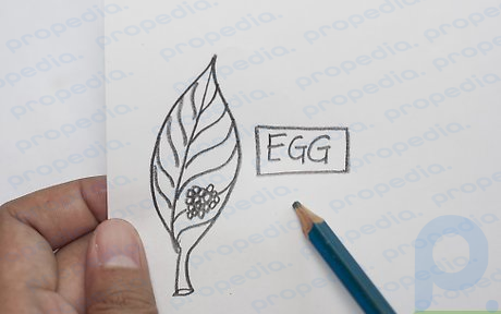 ステップ 1 卵を描きます。