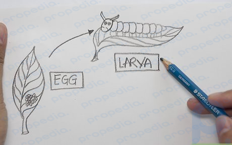 ステップ 2 幼虫を描きます。
