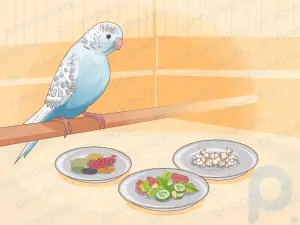 Feeding Baby Budgies: Step-by-Step Guide
