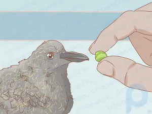 Wie man eine junge Taube füttert