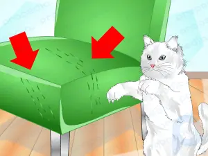 Cómo hacer que tu gato utilice un rascador