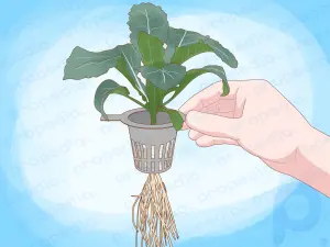 How to Start a Hydroponic Garden