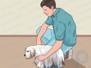 Cómo generar confianza con un perro maltratado