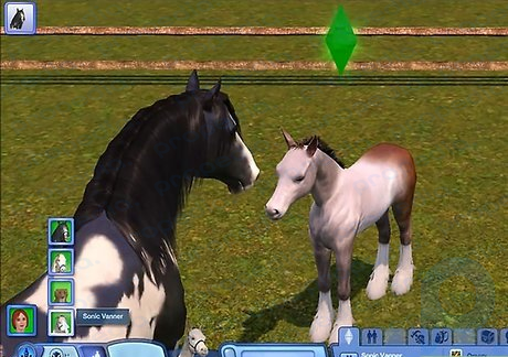 Step 4 You can also get a foal by breeding the mare at the equestrian center and have her bred there.