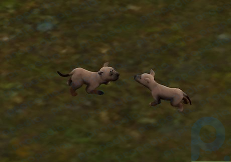 Step 5 Sims looks at puppies and (either autonomously or user directed) say Awwwwwww.