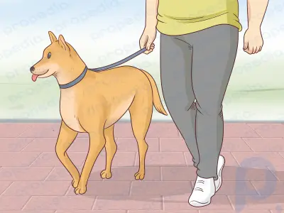 Cómo ayudar a un perro viejo a subir las escaleras