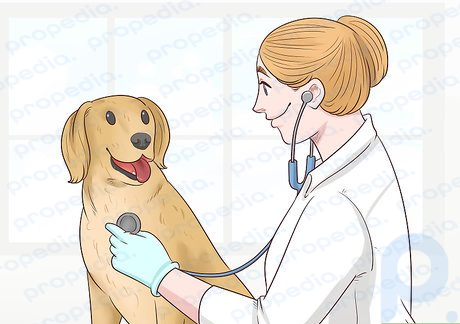 Paso 1 Hazle un examen médico completo a tu perro.