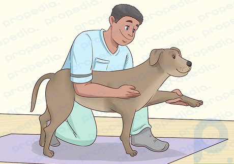 Paso 2 Lleva a tu perro a tratamientos de fisioterapia.