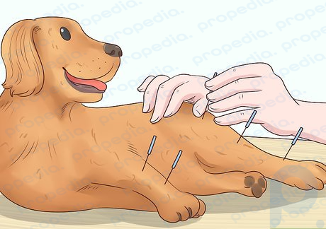 Paso 3 Pruebe sesiones de acupuntura veterinaria.