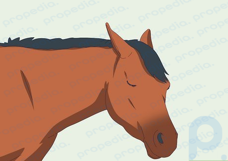 Paso 1 Sí, los caballos pasan el 85% de su ciclo de sueño de pie.