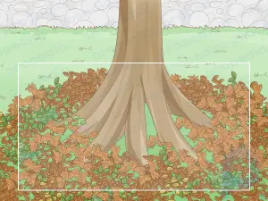 Savoir combien de temps il faut pour qu'un arbre pousse