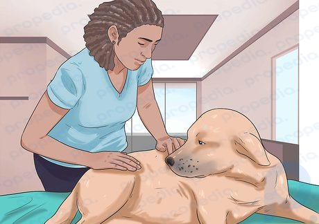Step 1 Check your dog over regularly for lumps and bumps on the skin's surface or just under the skin.