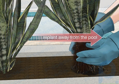 Passo 1 Limpe as plantas e a desordem da área da piscina para se livrar dos esconderijos.