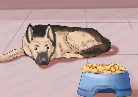 Step 2 Determine if your dog has lost weight or lost its appetite.