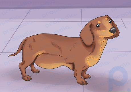 Step 7 Notice changes to your dog's body shape.