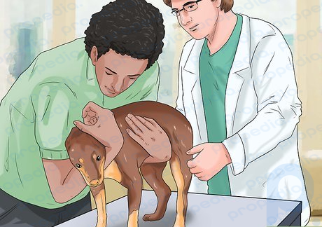 Step 8 Have your dog checked out by a veterinarian if you have a suspicion that your dog has cancer.