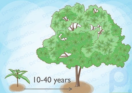 Trees reach maturity at different rates, from 10 to 40 years or more.