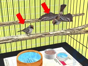 Cómo hacer una jaula para pájaros a partir de una jaula para perros