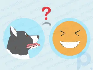 Comment faire rire un chien