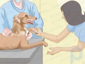 How to Moisturize Dog Paws