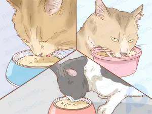 Cómo alimentar pacíficamente a los gatos en hogares con varios gatos