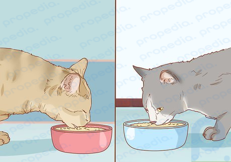 Étape 4 Isolez les chats qui mangent des aliments différents.