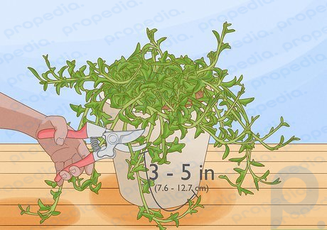 Étape 1 Coupez un morceau de 3 à 5 po (7,6 à 12,7 cm) de votre plante.