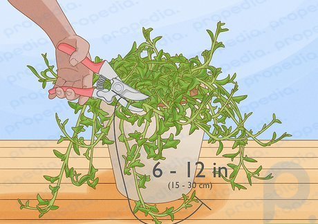 Schritt 1 Schneiden Sie ein 15 bis 30 cm großes Stück von Ihrer Pflanze ab.