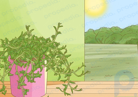 Шаг 1. Держите растение подальше от прямых солнечных лучей.