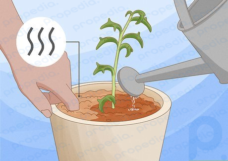 Étape 3 Arrosez votre plante lorsque le sol s'assèche.