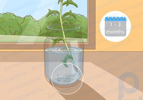 Étape 4 Attendez 1 à 3 mois pour que la bouture pousse des racines.