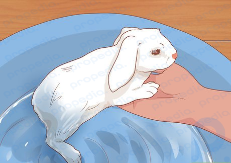 Step 3 Bathe your rabbit only when necessary.