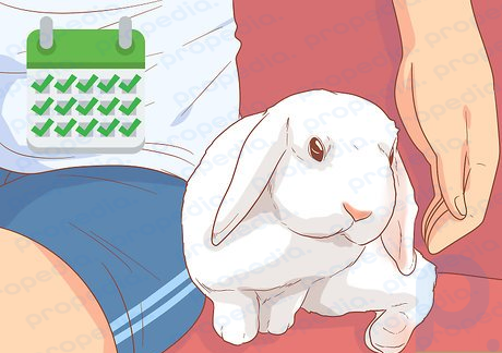 Step 6 Sit with your rabbit daily.