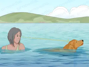Cómo introducir a su perro en el agua de forma segura