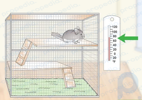 Paso 2 Mantenga una temperatura ambiente segura para su chinchilla.