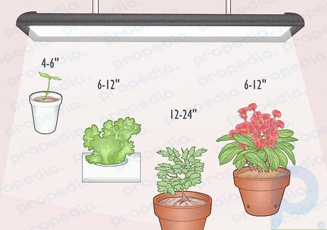 Maintain a proper distance between the plants and LED lights.