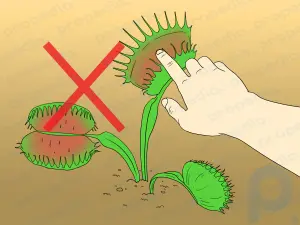 Comment prendre soin des pièges à mouches Venus
