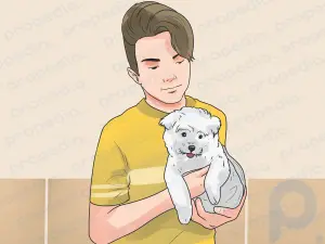 Cómo cuidar a un perro maltés