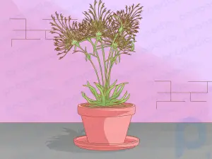 How to Care for a Papyrus Plant