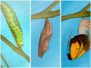 Comment attraper des papillons