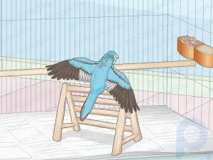 Muhabbet Kuşu İçin Kafes Nasıl Seçilir