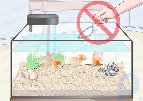 Step 1 Do not remove your fish from the tank.
