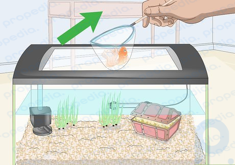 Step 1 Remove your fish from the tank.