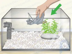 How to Clean an Old Fish Tank